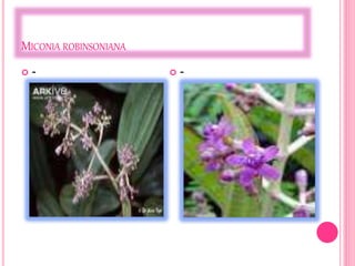 MICONIA ROBINSONIANA 
 -  - 
 
