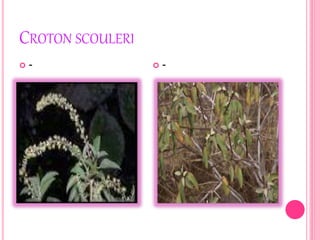 CROTON SCOULERI 
 -  - 
 