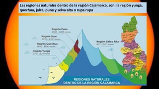 Las regiones naturales dentro de la región Cajamarca, son: la región yunga,
quechua, jalca, puna y selva alta o rupa rupa
 
