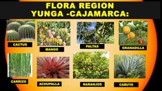 FLORA REGION
YUNGA -CAJAMARCA:
CACTUS
CARRIZO
GRANADILLA
ACHUPALLA NARANJOS
MANGO
PALTAS
CABUYA
 