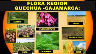 FLORA REGION
QUECHUA -CAJAMARCA:
ALISOS
CILANTRO
YACON
EUCALIPTOS
FLOR CANTUTA
TRIGO
MAIZPAPA
 