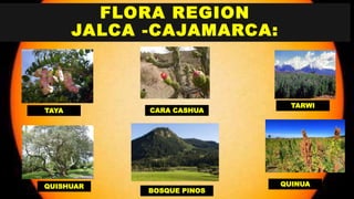 FLORA REGION
JALCA -CAJAMARCA:
TAYA
TARWI
QUINUAQUISHUAR
BOSQUE PINOS
CARA CASHUA
 