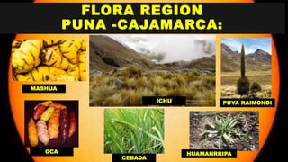 FLORA REGION
PUNA -CAJAMARCA:
MASHUA
OCA
ICHU
CEBADA
PUYA RAIMONDI
HUAMANRRIPA
 