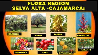FLORA REGION
SELVA ALTA -CAJAMARCA:
HELECHOS
QUINA BROMELIAS
ORQUIDEAS CAFE GRANADILLA
PAPAYA
NARANJO
 