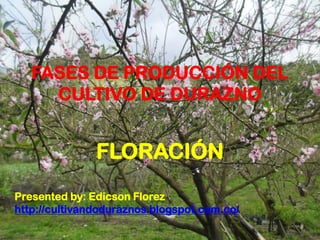 FASES DE PRODUCCIÓN DEL
CULTIVO DE DURAZNO
FLORACIÓN
Presented by: Edicson Florez
http://cultivandoduraznos.blogspot.com.co/
 