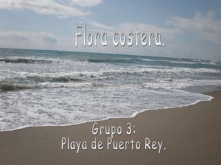 Flora costera. Grupo 3: Playa de Puerto Rey. Grupo 3: Playa de Puerto Rey. Flora costera. 