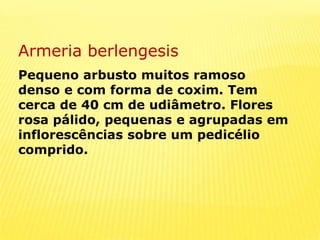Armeria berlengesisPequeno arbusto muitos ramoso denso e com forma de coxim. Tem cerca de 40 cm de udiâmetro. Flores rosa pálido, pequenas e agrupadas em inflorescências sobre um pedicélio comprido.