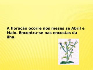 A floração ocorre nos meses se Abril e Maio. Encontra-se nas encostas da ilha.