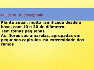 PulicariamicrocephalaPlanta anual, muito ramificada desde a base, com 10 a 30 de diâmetro.Tem folhas pequenas.As  flores são amarelas, agrupadas em pequenos capítulos  na extremidade dos  ramos