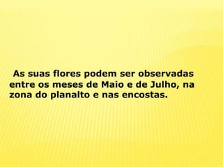 As suas flores podem ser observadas entre os meses de Maio e de Julho, na zona do planalto e nas encostas.