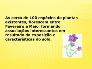 As cerca de 100 espécies de plantas existentes, florescem entre Fevereiro e Maio, formando associações interessantes em resultado da exposição e características do solo.