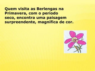 Quem visita as Berlengas na Primavera, com o período seco, encontra uma paisagem surpreendente, magnífica de cor.