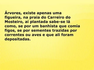 Árvores, existe apenas uma figueira, na praia do Carreiro do Mosteiro, aí plantada sabe-se lá como, se por um banhista que comia figos, se por sementes trazidas por correntes ou aves e que ali foram depositadas.