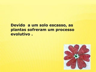Devido  a um solo escasso, as plantas sofreram um processo evolutivo .