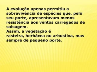 A evolução apenas permitiu a sobrevivência de espécies que, pelo seu porte, apresentavam menos resistência aos ventos carregados de salsugem.Assim, a vegetação é rasteira, herbácea ou arbustiva, mas sempre de pequeno porte.