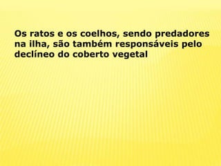 Os ratos e os coelhos, sendo predadores na ilha, são também responsáveis pelo declíneo do coberto vegetal