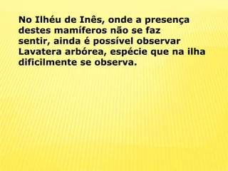 No Ilhéu de Inês, onde a presença destes mamíferos não se faz sentir, ainda é possível observar Lavatera arbórea, espécie que na ilha dificilmente se observa.