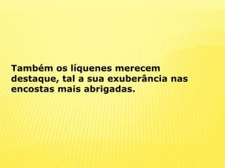 Também os líquenes merecem destaque, tal a sua exuberância nas encostas mais abrigadas.