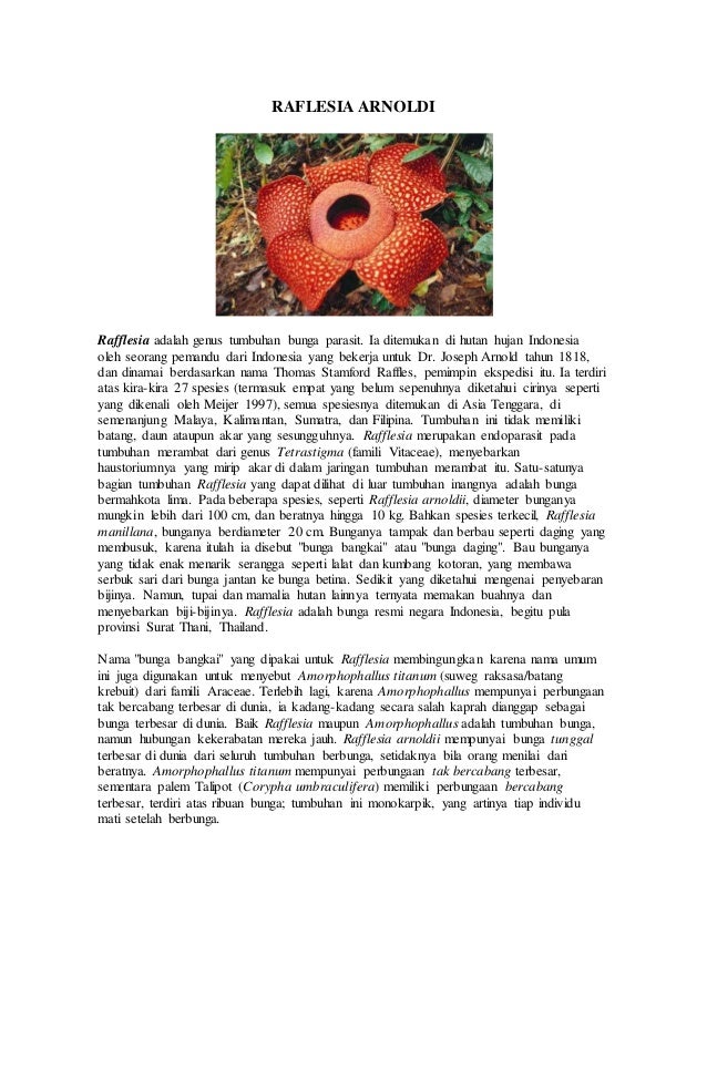 Gambar Bunga Raflesia Dan Ciri Cirinya Gambar Bunga