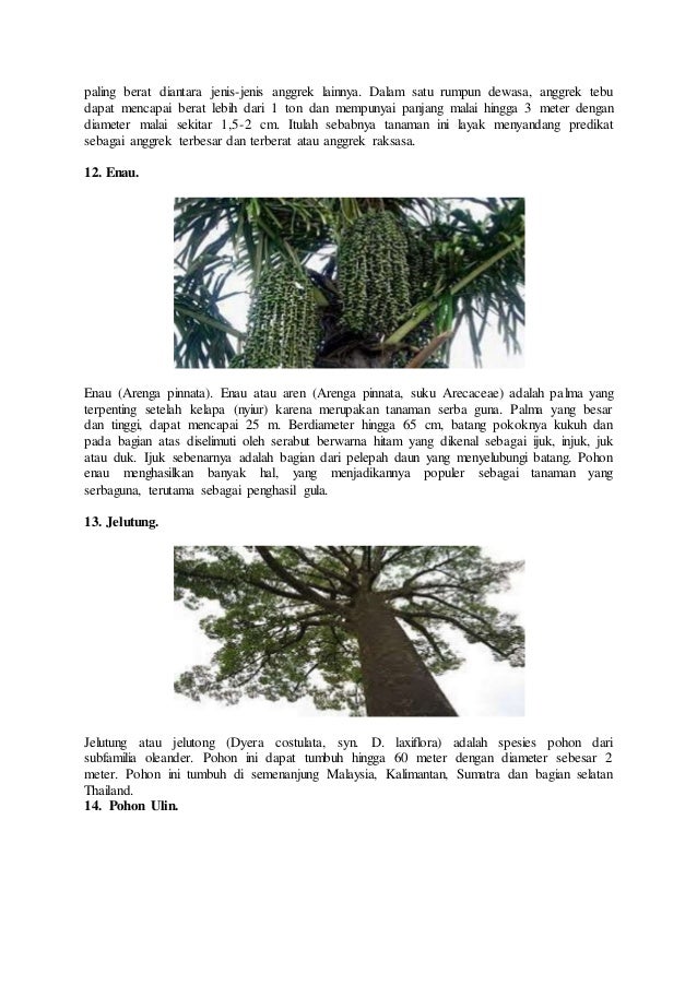 Download 7700 Gambar Flora Dan Fauna Di Negara Thailand Terbaru Gratis HD