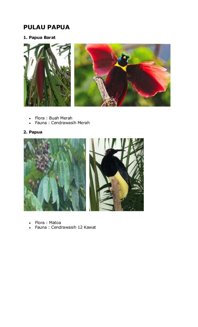 Unduh 950 Koleksi Gambar Flora Dan Fauna Di Papua Terbaik Gratis