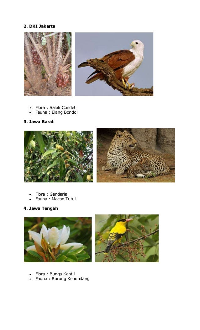 Flora dan fauna wilayah barat
