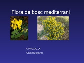 Flora de bosc mediterrani




      CORONIL.LA
      Coronilla glauca
 