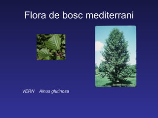Flora de bosc mediterrani




VERN   Alnus glutinosa
 