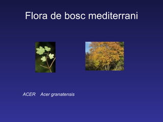 Flora de bosc mediterrani




ACER   Acer granatensis
 