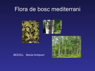 Flora de bosc mediterrani




BEDOLL Betula fontqueri
 