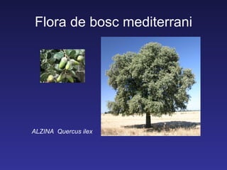 Flora de bosc mediterrani




ALZINA Quercus ilex
 