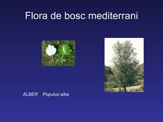 Flora de bosc mediterrani




ÀLBER   Populus alba
 