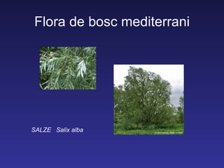 Flora de bosc mediterrani




SALZE Salix alba
 