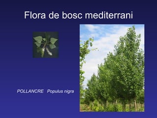 Flora de bosc mediterrani




POLLANCRE Populus nigra
 