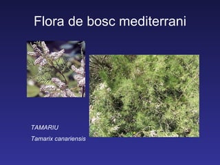 Flora de bosc mediterrani




TAMARIU
Tamarix canariensis
 