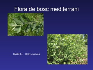 Flora de bosc mediterrani




GATELL Salix cinerea
 