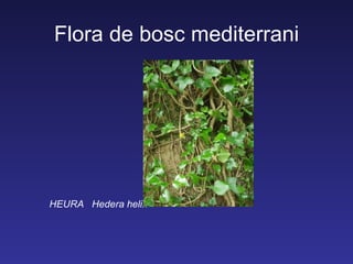 Flora de bosc mediterrani




HEURA Hedera helix
 