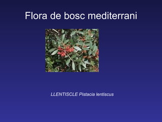 Flora de bosc mediterrani




     LLENTISCLE Pistacia lentiscus
 