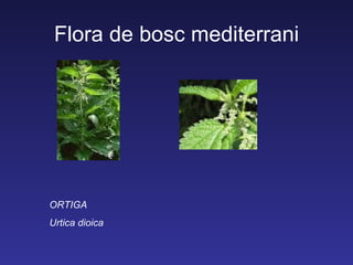 Flora de bosc mediterrani




ORTIGA
Urtica dioica
 