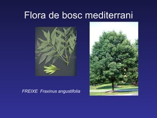 Flora de bosc mediterrani




FREIXE Fraxinus angustifolia
 