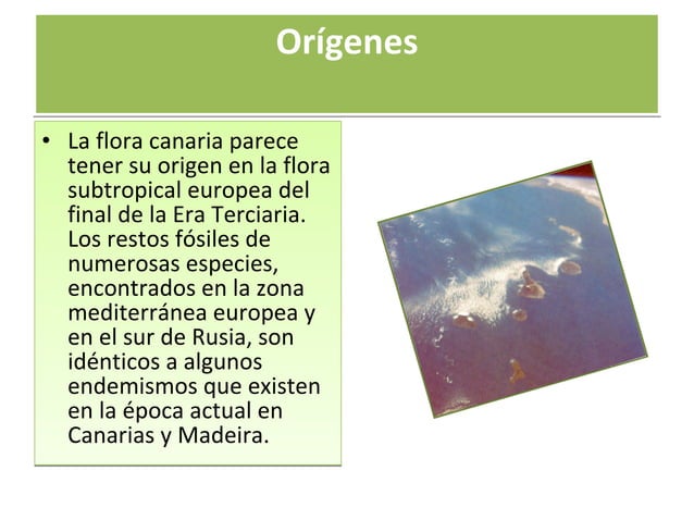 Flora De Canarias