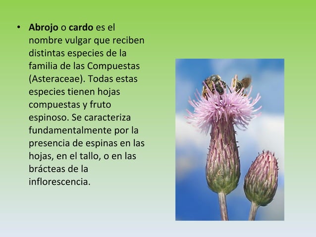 Flora De Canarias