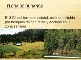 FLORA DE DURANGO
El 31% del territorio estatal, está constituido
por bosques de coníferas y encinos en la
zona serrana
 
