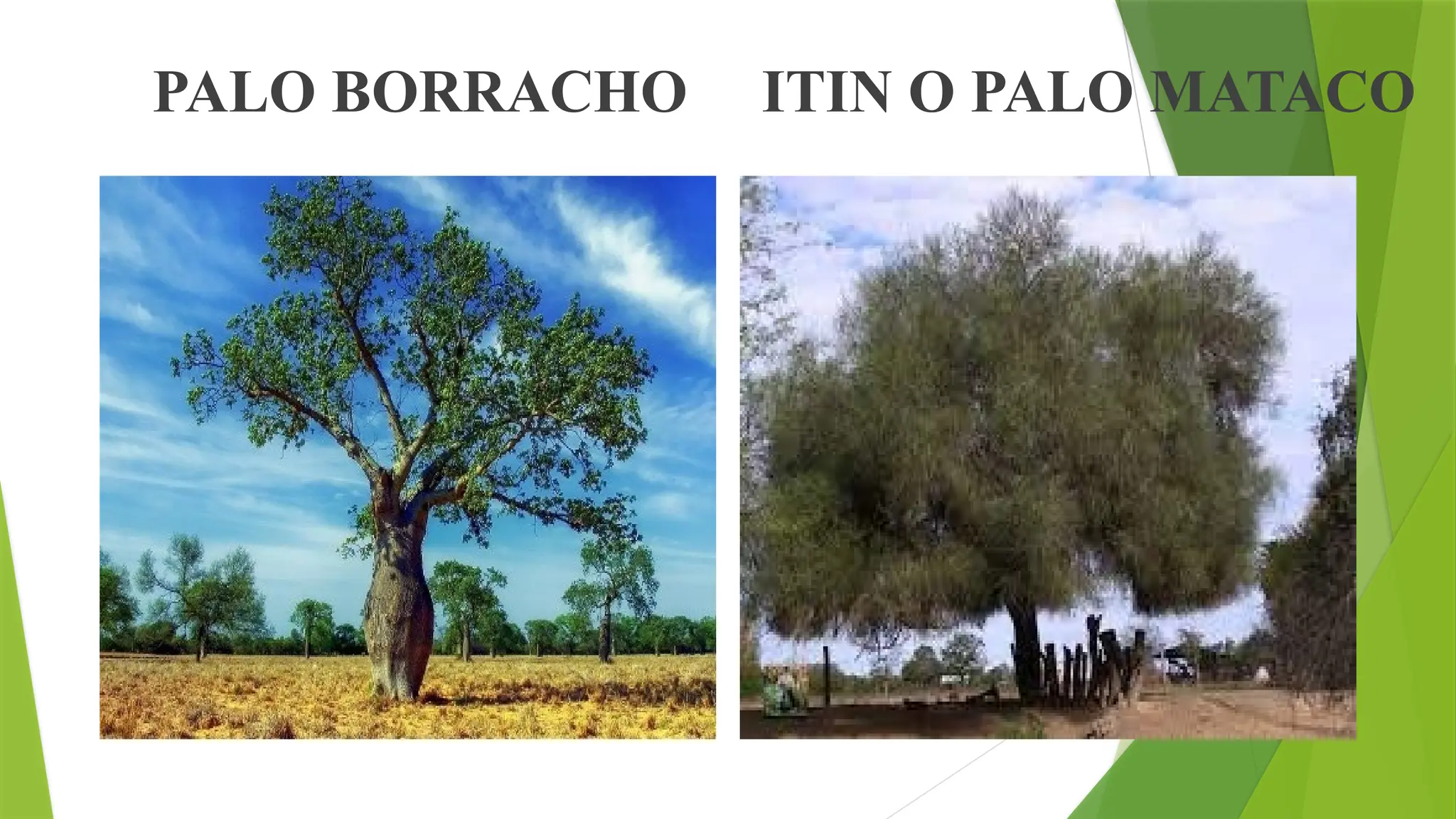 Formosa Rice Tree Flora y especies de árboles típicos de Formosa | PPT