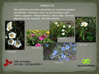 ARBUSTOSNos pódenos encontrar paseando por nuestros campos abundantes  arbustos, como: la jara pringosa, jara macho, jaguarzo, estepa blanca y rasca vieja. Que son algunas de las especies más abundantes.JaguarzoJara machoEstepa blancaJara pringosaRasca vieja