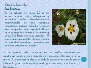 Cistus Ladanifer L., Jara Pringosa.     Es un arbusto de hasta 2,5 m de altura, cuyas hojas, alargadas y estrechas están abundantemente impregnadas de una sustancia pegajosa, el ládano, resina fuertemente olorosa, que les da un aspecto brillante y se adhiere fácilmente a las manos y ropa. Sus flores son muy grandes (10 cm) y con cinco pétalos blancos que, en la variedad maculatus, presentan una mancha púrpura en la base. Es la especie más frecuente en la región mediterránea occidental, donde su área coincide en líneas generales con la de la encina. Al aumentar la altura, cuando la encina es sustituida por el rebollo, la jara común es desplazada por otra muy parecida, el C. laurifolius L.