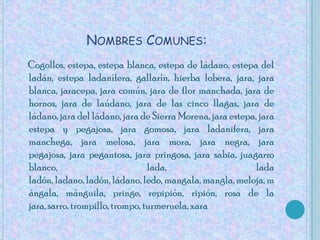 Nombres Comunes:Cogollos, estepa, estepa blanca, estepa de ládano, estepa del ladán, estepa ladanífera, gallarín, hierba lobera, jara, jara blanca, jaracepa, jara común, jara de flor manchada, jara de hornos, jara de laúdano, jara de las cinco llagas, jara de ládano, jara del ládano, jara de Sierra Morena, jara estepa, jara estepa y pegajosa, jara gomosa, jara ladanifera, jara manchega, jara melosa, jara mora, jara negra, jara pegajosa, jara pegantosa, jara pringosa, jara sabia, juagarzo blanco, lada, lada ladón, ladano, ladón, ládano, ledo, mangala, mangla, meloja, mángala, mánguila, pringe, repipión, ripión, rosa de la jara, sarro, trompillo, trompo, turmeruela, xara
