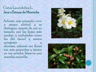 Cistus Lauriofolius L.,Jara o Estepa de Montaña.    Arbusto más pequeño, vive a mayor altitud y se distingue, aparte de por su tamaño, por las hojas más anchas y onduladas como las del laurel y menos pringosas y olorosas, además sus flores son más pequeñas y tienen en sus pétalos blancos una mancha amarilla.