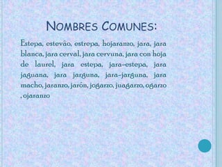 Nombres Comunes:Estepa, estevâo, estrepa, hojaranzo, jara, jara blanca, jara cerval, jara cervuna, jara con hoja de laurel, jara estepa, jara-estepa, jara jaguana, jara jarguna, jara-jarguna, jara macho, jaranzo, jarón, jogarzo, juagarzo, ogarzo, ojaranzo