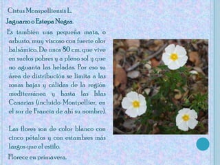 Cistus Monspelliensis L.Jaguarzo o Estepa Negra.    Es también una pequeña mata, o arbusto, muy viscoso con fuerte olor balsámico. De unos 80 cm, que vive en suelos pobres y a pleno sol y que no aguanta las heladas. Por eso su área de distribución se limita a las zonas bajas y cálidas de la región mediterránea y hasta las Islas Canarias (incluido Montpellier, en el sur de Francia de ahí su nombre).Las flores son de color blanco con cinco pétalos y con estambres más largos que el estilo.     Florece en primavera.